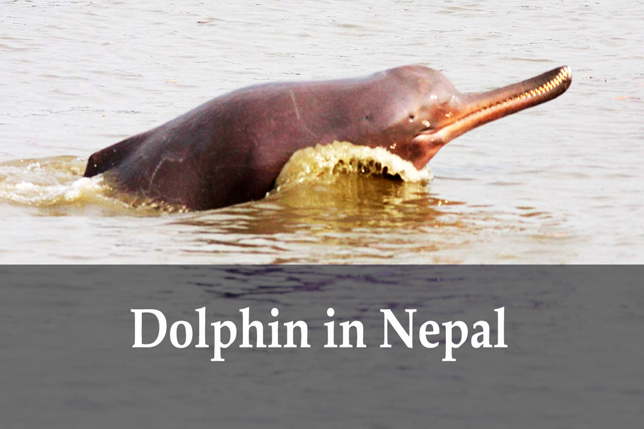 Dolphin in Nepal Koshi Karnali Bardiya