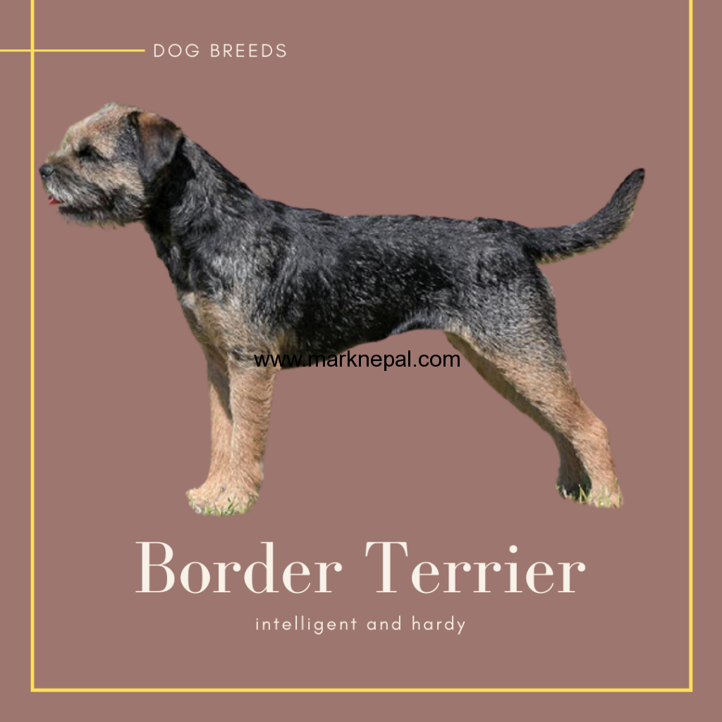 hardy small dog breeds